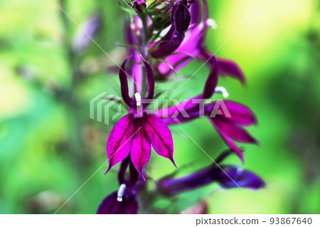 Vivid purple Lobelia Hadspen Purple 93867640