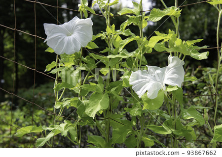 change morning glory 709 93867662