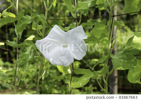 change morning glory 710 93867663