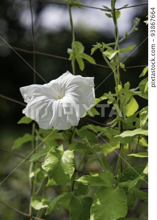 change morning glory 711 93867664
