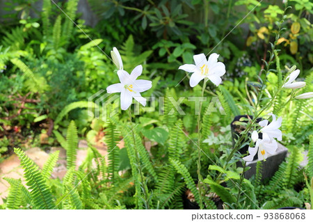 麥當娜百合花 93868068