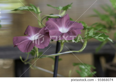 改變牽牛花722 93868074