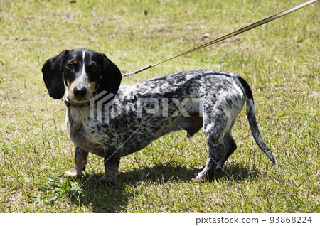 Basset Bleu de Gascogne 93868224