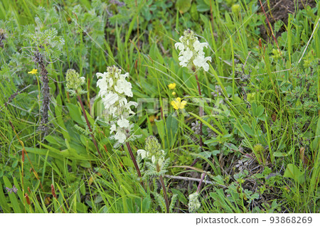 Pedicularis cheil, Scrophulariaceae, Pedicularis cheil, blooming in Mulberry Akayama Pass, Qinghai Province, China 93868269