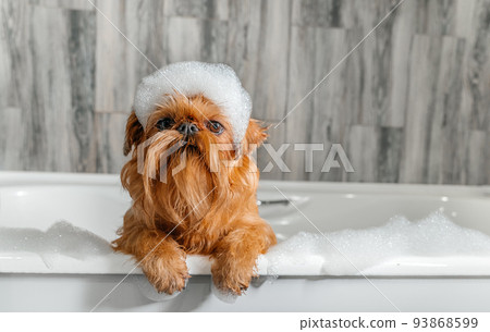 A cute little Griffon dog takes a bubble bath with his paws up on the edge of the tub A cute little Griffon dog takes a bubble bath with his paws up on the edge of the tub 93868599