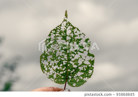 isolated image of an actinidia leaf with holes eaten by caterpillars 93868685