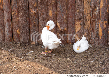 The white geese are going to play on the ground. 93868686