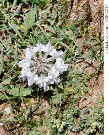 Pedicularis che of the family Scrophulariaceae, blooming on the shores of Lake Zaling, the headwaters of the Yellow River, Qinghai, China Pedicularis che of the family Scrophulariaceae, blooming on the shores of Lake Zaling, the headwaters of the Yellow River, Qinghai, China 93868717