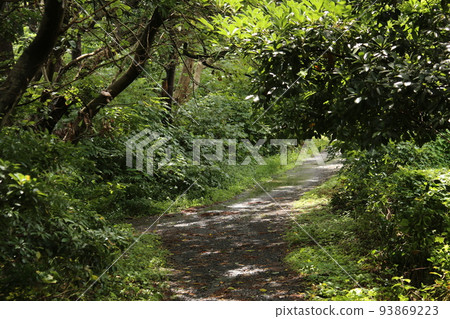 漫步伊豆高原 漫步伊豆高原 93869223