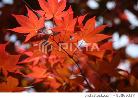 Scenery of Maple Scenery of Maple 93869337