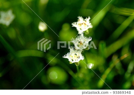 白須莊三兄弟 93869348