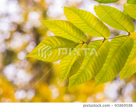 Yellow autumn leaves of Juglans mandshurica, Manchurian walnut. Autumn leaf color Yellow autumn leaves of Juglans mandshurica, Manchurian walnut. Autumn leaf color 93869586