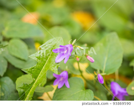 Campanula rapunculoides, creeping bellflower, or rampion bellflower Campanula rapunculoides, creeping bellflower, or rampion bellflower 93869590
