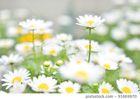 Daisy's flower Daisy's flower 93869970