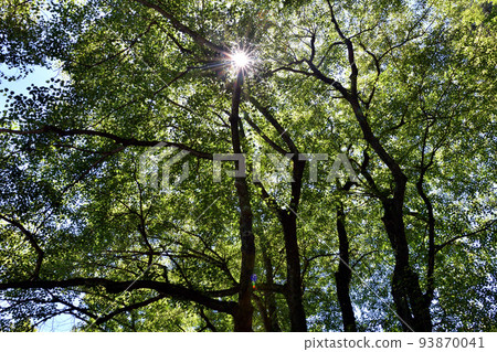 神樹神奈樹 93870041