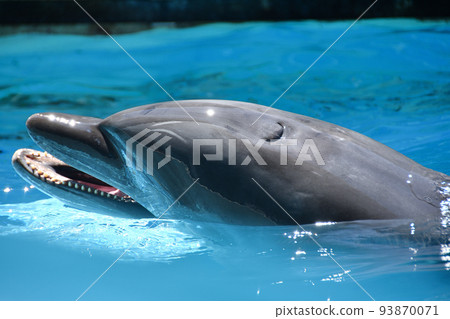 Dolphin face close-up 93870071