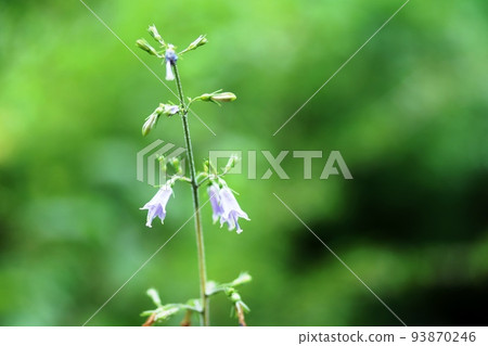 Small flower Tsurigane Ginseng (bell carrot) 93870246