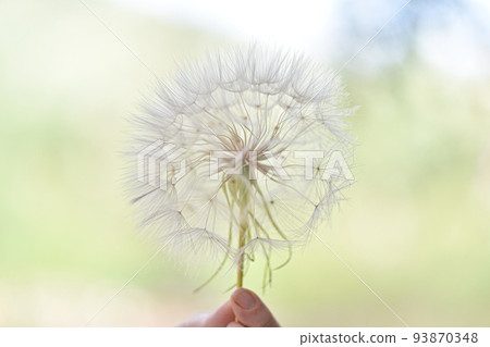 A large white ball of dandelion in hand against the sky. A large white ball of dandelion in hand against the sky. 93870348