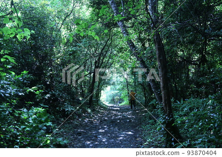 漫步伊豆高原​ 93870404