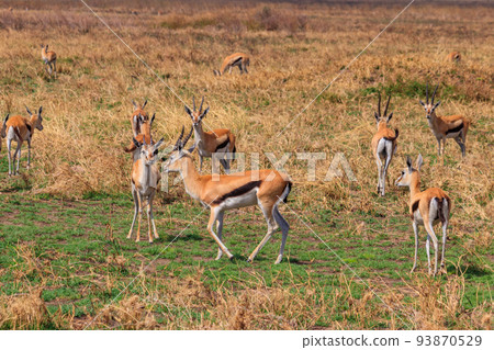 Herd of Thomson's gazelle (Eudorcas thomsonii) in Serengeti National Park in Tanzania. Wildlife of Africa Herd of Thomson's gazelle (Eudorcas thomsonii) in Serengeti National Park in Tanzania. Wildlife of Africa 93870529