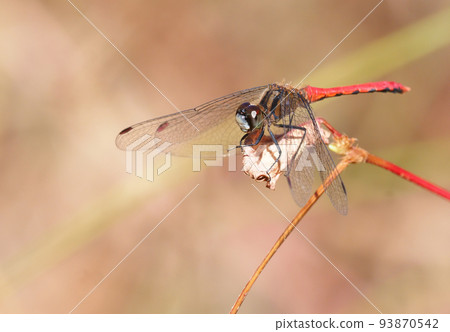 Himekane (male) 93870542