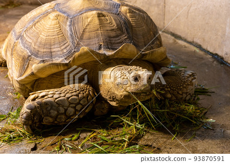 Spurred tortoise in zoo 93870591