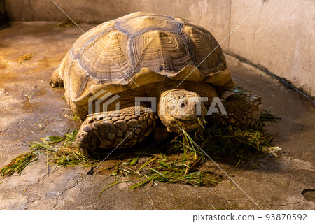 刺激的烏龜在動物園裡 93870592