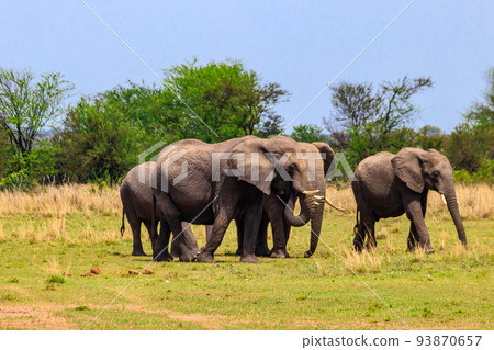 Herd of african elephants in savanna in Serengeti National park in Tanzania Herd of african elephants in savanna in Serengeti National park in Tanzania 93870657