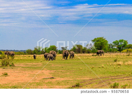 Herd of african elephants in savanna in Serengeti National park in Tanzania Herd of african elephants in savanna in Serengeti National park in Tanzania 93870658