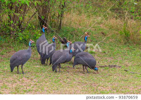 Helmeted guineafowl (Numida meleagris) on green meadow in Serengeti national park, Tanzania Helmeted guineafowl (Numida meleagris) on green meadow in Serengeti national park, Tanzania 93870659