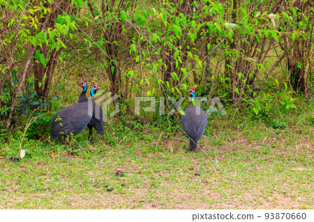 Helmeted guineafowl (Numida meleagris) on green meadow in Serengeti national park, Tanzania Helmeted guineafowl (Numida meleagris) on green meadow in Serengeti national park, Tanzania 93870660
