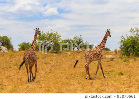 Pair of giraffes in savanna in Serengeti national park in Tanzania. Wild nature of Tanzania, East Africa Pair of giraffes in savanna in Serengeti national park in Tanzania. Wild nature of Tanzania, East Africa 93870661