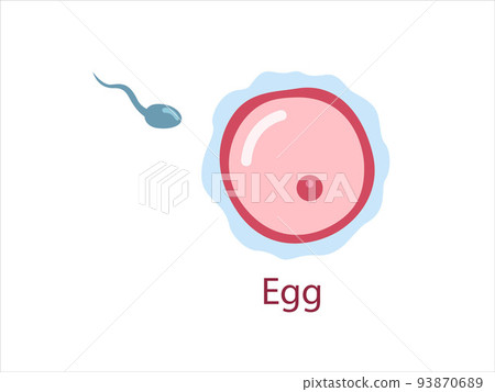 Ovule with sperm, female fertility cell, Oocyte. Woman reproductive system. The stage of fertilization. Vector medical illustration. Ovule with sperm, female fertility cell, Oocyte. Woman reproductive system. The stage of fertilization. Vector medical illustration. 93870689