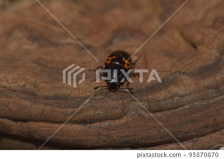 姬菇菇 姬菇菇 93870870