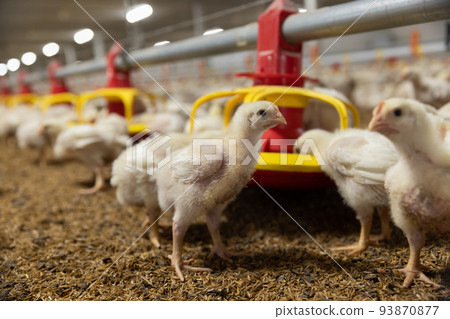 Chicken automatic feeding in close farm, temperature and light control , Thailand. Chicken automatic feeding in close farm, temperature and light control , Thailand. 93870877