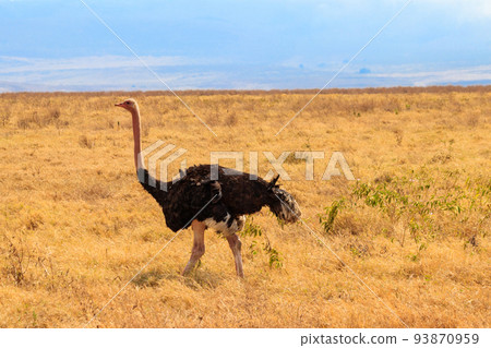 Male ostrich (Struthio camelus) in savanna in Ngorongoro Crater National park in Tanzania. Wildlife of Africa Male ostrich (Struthio camelus) in savanna in Ngorongoro Crater National park in Tanzania. Wildlife of Africa 93870959