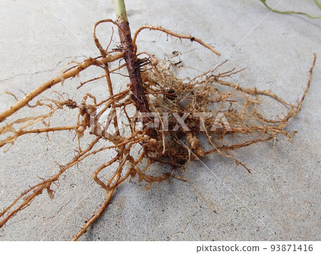 根上的根瘤菌生長 根上的根瘤菌生長 93871416