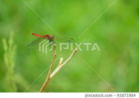 Red dragonfly Red dragonfly 93871984