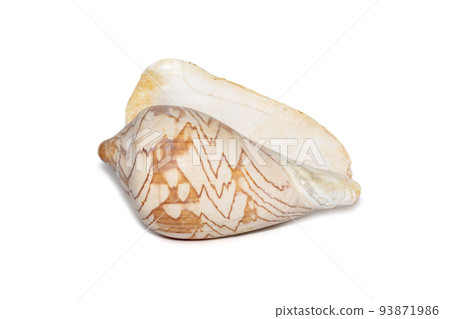 Image of cymbiola nobilis sea shell is a marine gastropod mollusk in the family Volutidae isolated on white background. Undersea Animals. 93871986