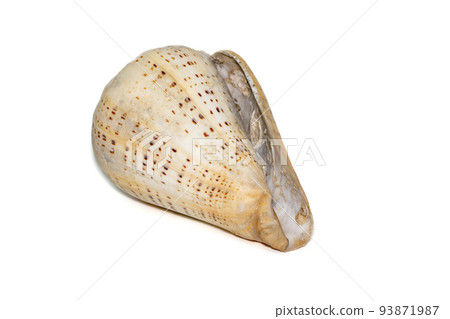 Conus betulinus, common name the betuline cone, is a species of sea snail, a marine gastropod mollusk in the family Conidae, the cone snails and their allies. 93871987