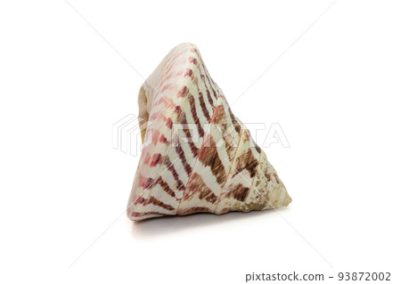 Image of Rochia nilotica, common name the commercial top shell, is a species of sea snail, a marine gastropod mollusk in the family Tegulidae isolated on white background. Undersea Animals. Sea Image of Rochia nilotica, common name the commercial top shell, is a species of sea snail, a marine gastropod mollusk in the family Tegulidae isolated on white background. Undersea Animals. Sea 93872002