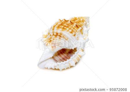 Image of bufonaria rana sea shell is a species of sea snail, a marine gastropod mollusk in the family Bursidae, the frog shells isolated on white background. Undersea Animals. Sea Shells. Image of bufonaria rana sea shell is a species of sea snail, a marine gastropod mollusk in the family Bursidae, the frog shells isolated on white background. Undersea Animals. Sea Shells. 93872008