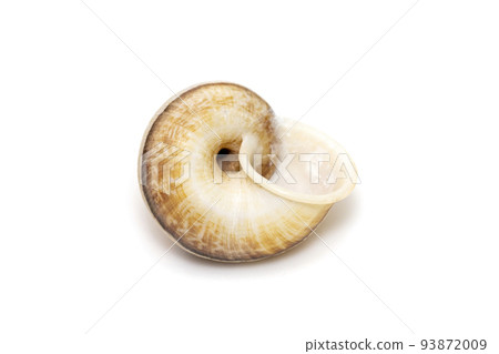 Image of cyclophorid snails(Cyclophoridae) isolated on white background. Undersea Animals. Sea Shells. Image of cyclophorid snails(Cyclophoridae) isolated on white background. Undersea Animals. Sea Shells. 93872009