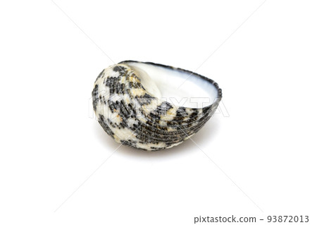 Image of nerita undata shell is a species of sea snail, a marine gastropod mollusk in the family neritidae isolated on white background. Undersea Animals. Sea Shells. Image of nerita undata shell is a species of sea snail, a marine gastropod mollusk in the family neritidae isolated on white background. Undersea Animals. Sea Shells. 93872013