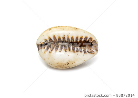 Luria isabella, common names Isabel's cowry, Isabella cowry or fawn-coloured cowry, is a species of sea snail, a cowry, a marine gastropod mollusk in the family Cypraeidae, the cowries isolated on Luria isabella, common names Isabel's cowry, Isabella cowry or fawn-coloured cowry, is a species of sea snail, a cowry, a marine gastropod mollusk in the family Cypraeidae, the cowries isolated on 93872014