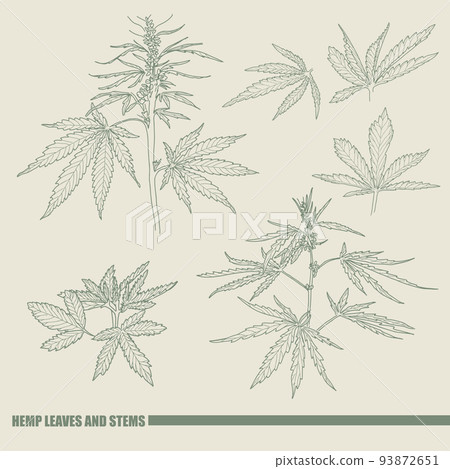 Hand drawn sketch of cannabis, marijuana hemp plant contour in vintage style 93872651