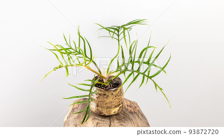 Philodendron Tortum plant with palm like leaves 93872720