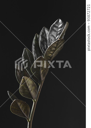 Black leaves of Zamioculcas Zamiifolia Raven plant Black leaves of Zamioculcas Zamiifolia Raven plant 93872721