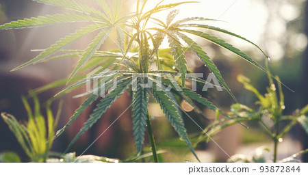 Green Marijuana tree cannabis plant narcotic herbal in greenhouse. Hemp leaf made cannabis crude oil medicine farm on sun light. CBC, THC herb agriculture Weed leaf Drug, medicine healthcare concept 93872844