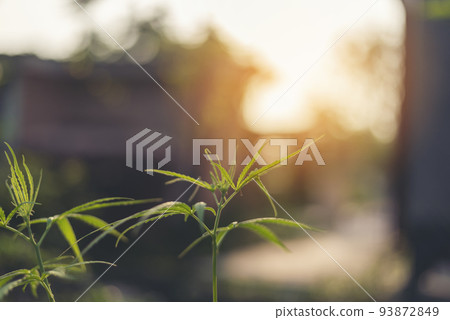 Green Marijuana tree cannabis plant narcotic herbal in greenhouse. Hemp leaf made cannabis crude oil medicine farm on sun light. CBC, THC herb agriculture Weed leaf Drug, medicine healthcare concept Green Marijuana tree cannabis plant narcotic herbal in greenhouse. Hemp leaf made cannabis crude oil medicine farm on sun light. CBC, THC herb agriculture Weed leaf Drug, medicine healthcare concept 93872849